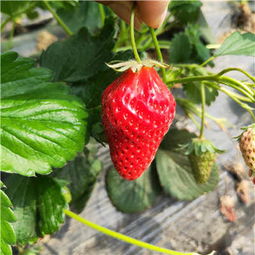 乡宁 当年赛娃草莓苗新报价 新闻摘要 草莓苗培育技术 低价热销